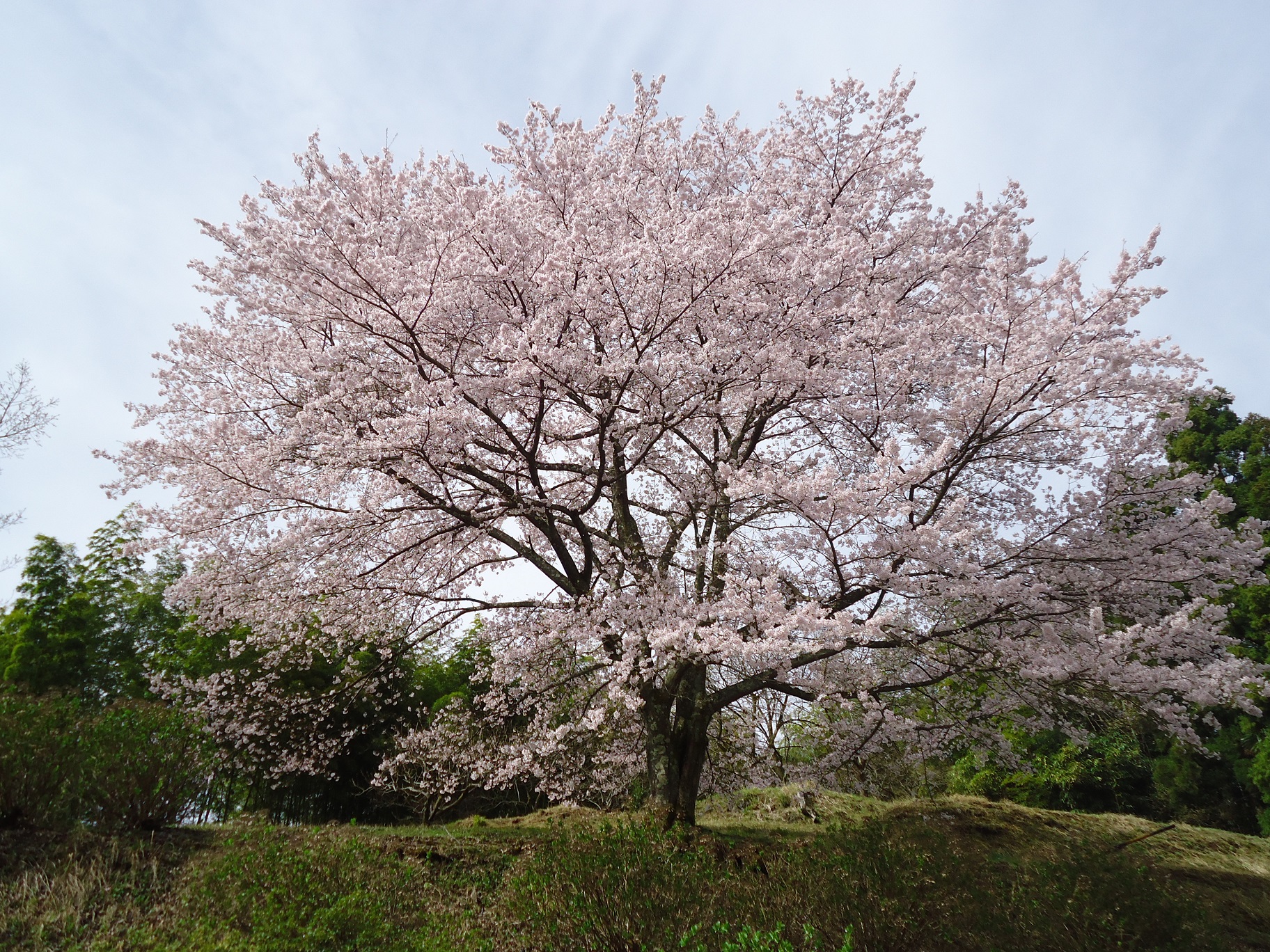 R.E.オオノお花見〜♪