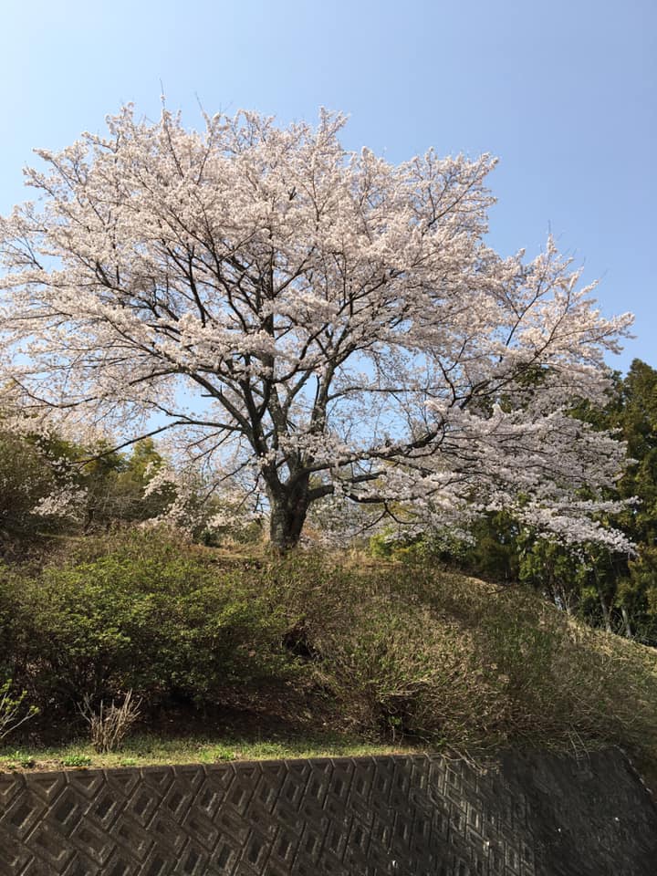 アール.イー.オオノ恒例のお花見🌸