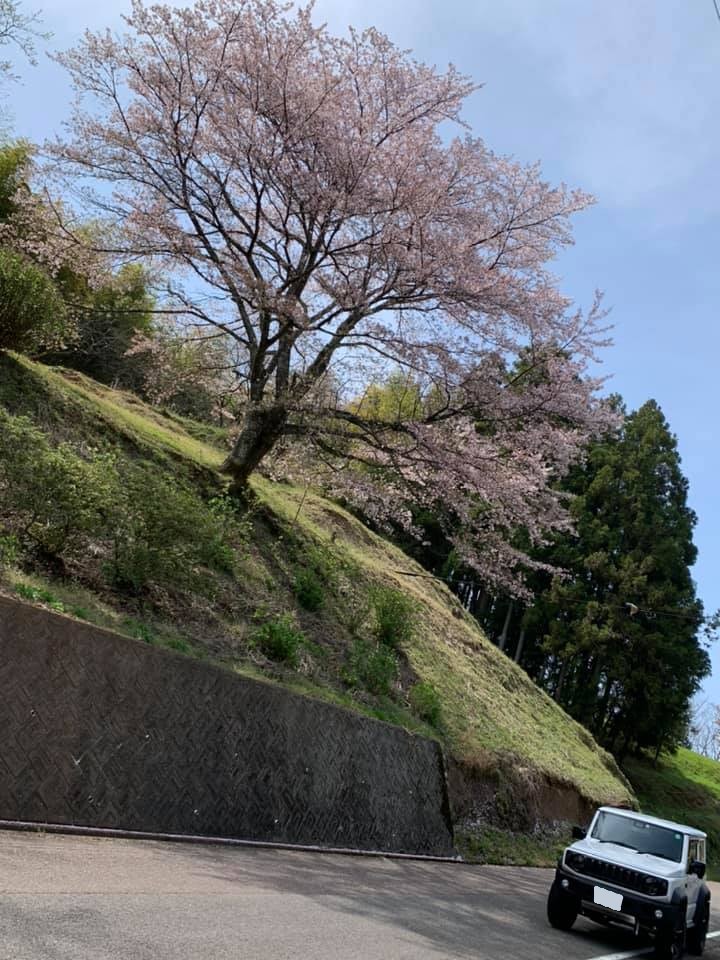 恒例のお花見弁当～！！