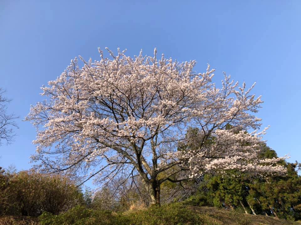 今朝のアール・イー・オオノの桜